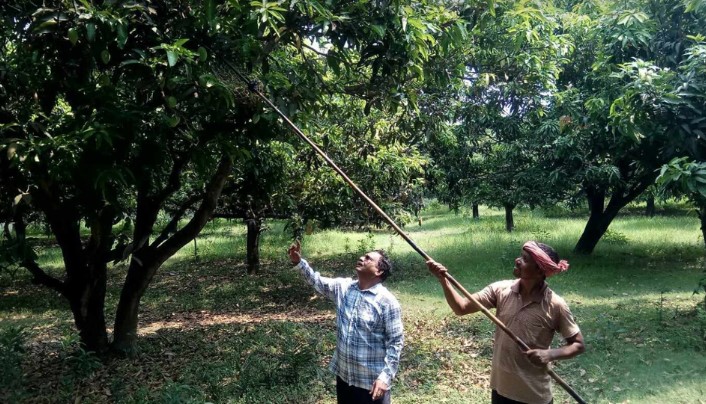 রাজশাহীর বাজারে আজ থেকে পাওয়া যাচ্ছে গুটি আম