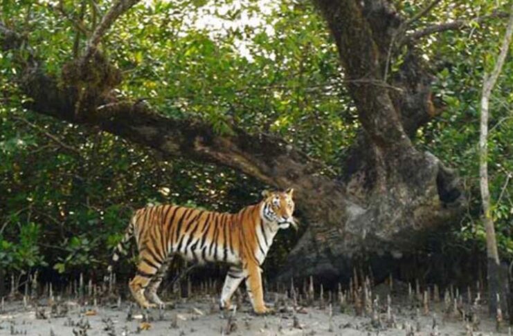জলবায়ু পরিবর্তন ও খাদ্য সংকটে হুমকিতে সুন্দরবনের বাঘ