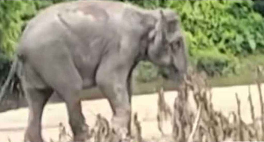 বান্দরবান সীমান্তে স্থলমাইন বিস্ফোরণে বন্যহাতির পা বিচ্ছিন্ন