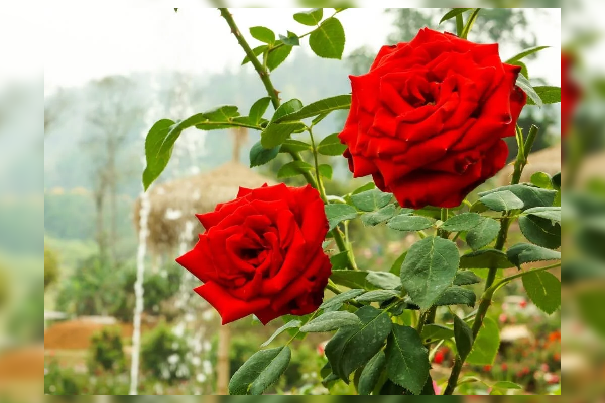 লাল গোলাপে লাল দামের ছোঁয়া